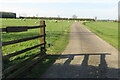 Sheep by the drive to Welton Grange