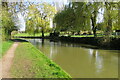 Willows by the Grand Union Canal