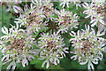 Common hogweed