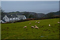 Ossaborough : Grassy Field & Sheep