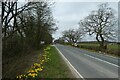 Daffodils along Otley Road