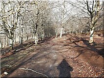 TQ5452 : Woodland Trail in Knole Park by John P Reeves