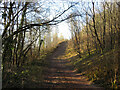 Track through Garth Wood