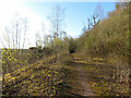 Path through Garth Wood