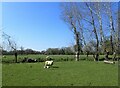 Lamb in a field on Easter Monday