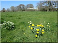 Daffodils near the River Beult