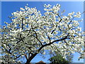 Blossom on East Street