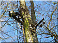 Derelict electricity pole in Garth Wood