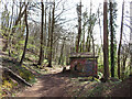 Path through Garth Wood