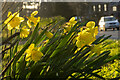 Daffodils by the A40