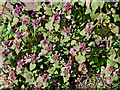 Red dead-nettle by Penn Common, Staffordshire