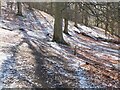 NT2540 : Venlaw Woods after a wintry shower by Jim Barton