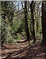 Path and woodland at Trimpley