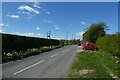 Daffodils on Marston Road