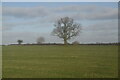 Large tree on the skyline