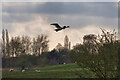 SD7807 : Swan over Farmland near Radcliffe by David Dixon