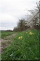 Bridleway, Blackthorn & Cowslips