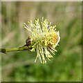 Willow flower