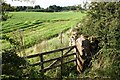 Field gateway on west side of A686 at bend west of Crosslands Wood