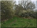 Patch of woodland - Ash Green Meadows