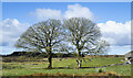 NY8315 : Paired trees near to Borrowdale House by Trevor Littlewood