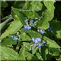 Germander Speedwell, Lowdham