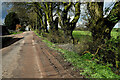 Trees along Moorfield Road