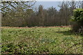 Rough grass and woodland at The Bog