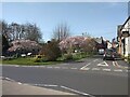 Blossom in the small park, Church Street, Kenton