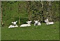 Four spring lambs near Rye Flatt Farm, Combs