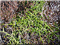 NJ4156 : Stag's Horn Clubmoss by Anne Burgess