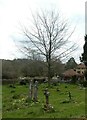 Spring in Cocking Churchyard (C)