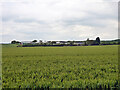 View over wheat to Elm Court