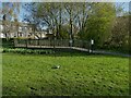 Wetland area in Springfield Park, Guiseley