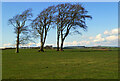 Four trees near Carngillan