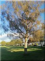 Birch tree on Kingsbury Recreation Ground