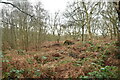 SJ5175 : Snidley Moor Wood by N Chadwick