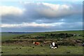 TV5795 : Cows resting on South Downs by PAUL FARMER