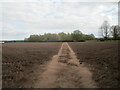 Footpath and Springdale Wood