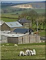 SK0678 : Lambs on Cow Low Farm by Neil Theasby