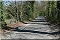 Tree-lined lane near Warren Farm Cottages