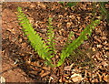 Fern, Shiphay Plantation