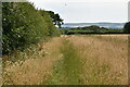 Footpath by field boundary