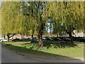 Willow tree on Denison Close, Hampstead Garden Suburb