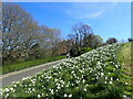 Daffodils on Windmill Hill