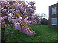 Grounds of former school, Sheldon Hall Avenue