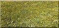 A multitude of dandelions on A689 roundabout