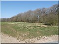 New planting on Ganton Wold