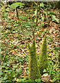 Mossy stems, Powsey Moor