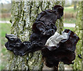 Fungus on a Dead Tree